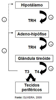 Controle da síntese e secreção de hormônios tireoideanos por feed back positivo e negativo